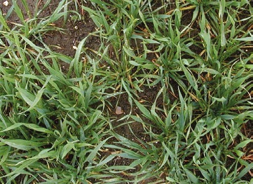 Green Area Index (GAI) 2.0 in wheat at growth stage 31